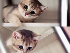 -东方名猫馆·英短金渐层布偶猫舍(环线广场1号楼店)