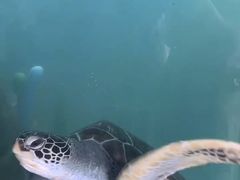 -广东惠东海龟国家级自然保护区