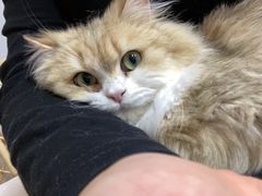 -十月米努特矮脚猫舍
