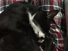 -爱侣宠医·鹦鹉专科·小型哺乳类·异宠专科(灵石路店)