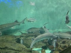 -太平洋海底世界