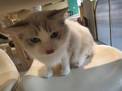 -飞行喵MR PILOT|猫舍·猫咖(静安大融城店)