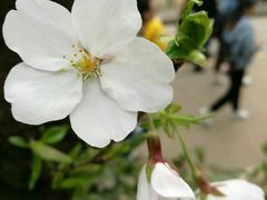 -武汉大学-樱园