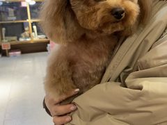 -FAELING PETS美天灵宠物(富力广场店)