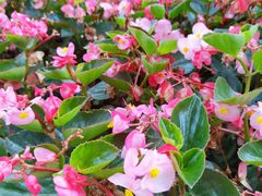-松山湖梦幻百花洲