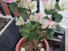 -边渡咖啡烘焙店(昙华林店)