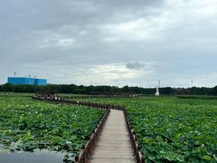 -荷塘月色湿地公园·向阳花洲