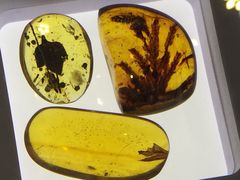 上海昆虫博物馆-上海昆虫博物馆