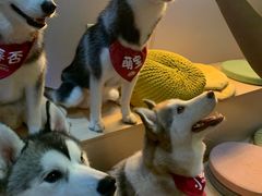 -Husky Go! 哈士奇体验馆·宠物咖啡厅狗咖