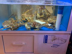 -真情鲍鱼海鲜汤