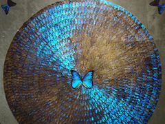 -上海昆虫博物馆