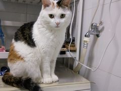 -喜多萌中农锦绣动物医院24H·猫科·牙科MRI·CT