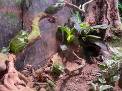 -正佳雨林生态植物园