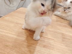 -楼上猫咖(罗湖店)