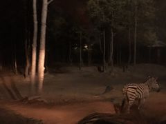 -清迈夜间动物园