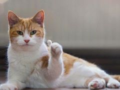 -枣阁园滴滴自助餐