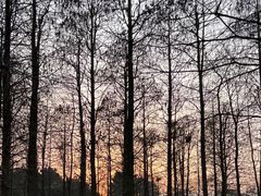 -上海共青森林公园