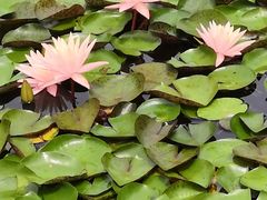 -国家植物园南园