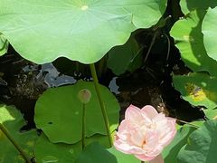 -南宁良凤江国家森林公园