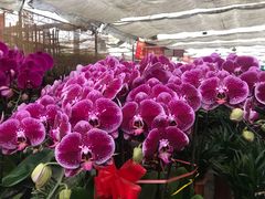 -秦美花卉(天朗·莱茵小城2期店)