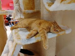 -藏猫猫咖啡主题馆(中央大道店)