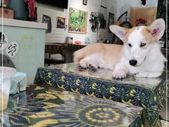 -平行世界·猫咖(首经贸店)