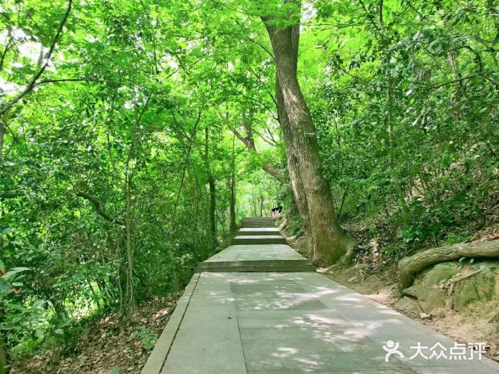 佘山國家森林公園-圖片-上海周邊遊-大眾點評網