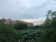 -成都南湖公园