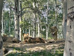 -北京野生动物园