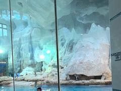 -帝企鹅自助餐厅•儿童岛•真企鹅(长隆企鹅酒店)