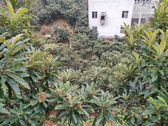 -新安江山水画廊风景区