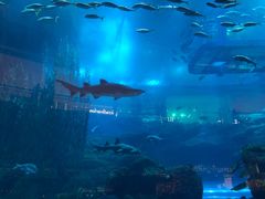 -迪拜水族馆及水下动物园