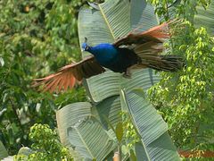 -西双版纳原始森林公园