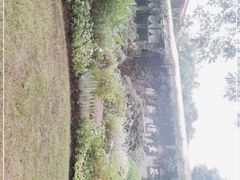 -中国茶叶博物馆(双峰馆区)