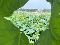 -荷塘月色湿地公园·向阳花洲