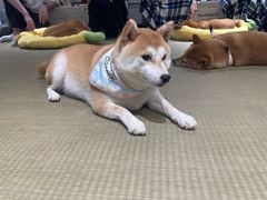 -逗柴咖啡屋·狗咖猫咖宠物桌游