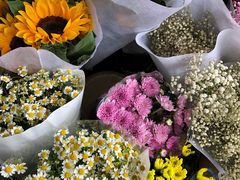 -桂林市花鸟市场