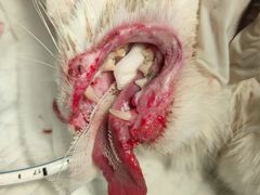 -康旭宠物医院(郑州总院)