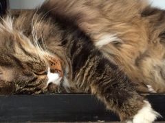 Anne猫窝咖啡屋-Anne猫窝咖啡屋
