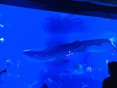 -烟台海昌鲸鲨海洋公园