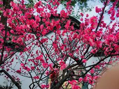 -无锡梅园公园