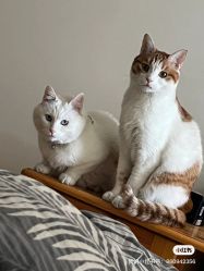 -飛凡TATTOO纹身•原创