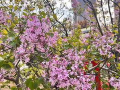 -大望京公园