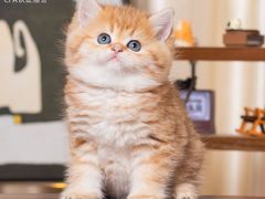 -小猫来了·猫舍(红山六九七九店)