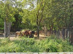 -常州淹城野生动物世界