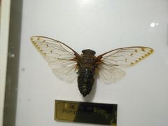 -上海昆虫博物馆