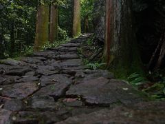 -天目山大树王景区