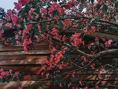 -长白岛森林公园