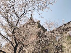 -武汉大学-樱园