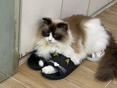 -李小姐の猫咖啡馆(五角场店)